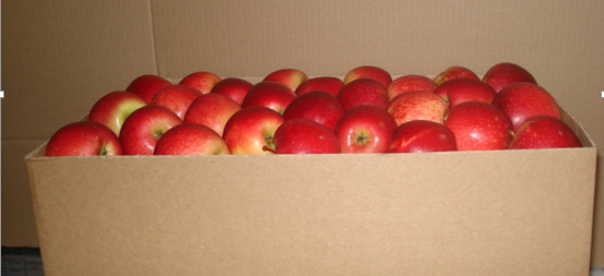 The Life of An Apple